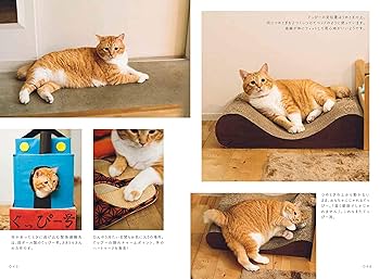 保護猫ちゃん　お幸せに b_15931898.jpg